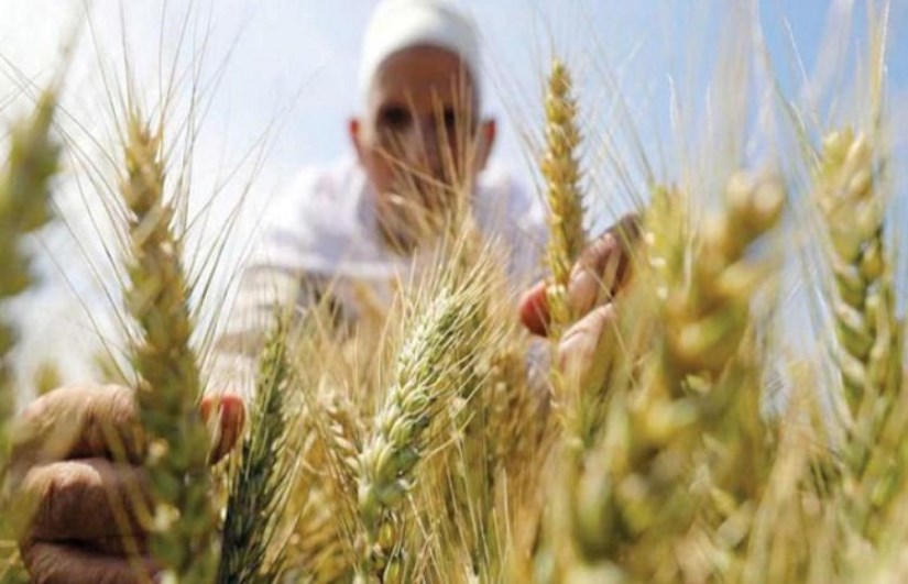 القمح المصري