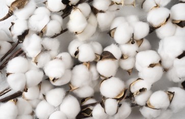 القطن 