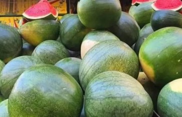 البطيخ