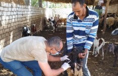 فحص أكثر من 80 ألف رأس ماشية للكشف عن البروسيلا والسل