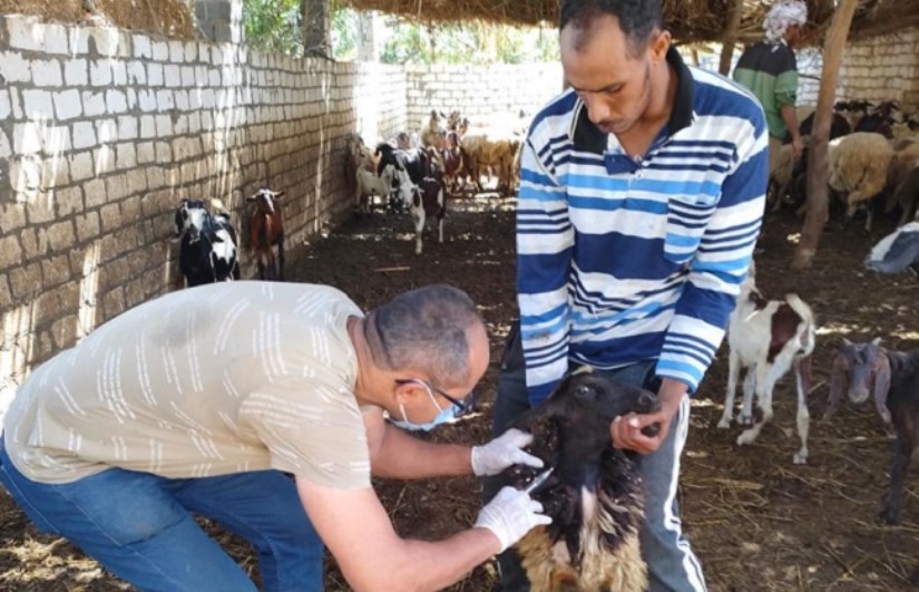 فحص أكثر من 80 ألف رأس ماشية للكشف عن البروسيلا والسل