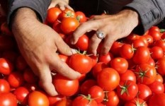 أسعار الطماطم اليوم